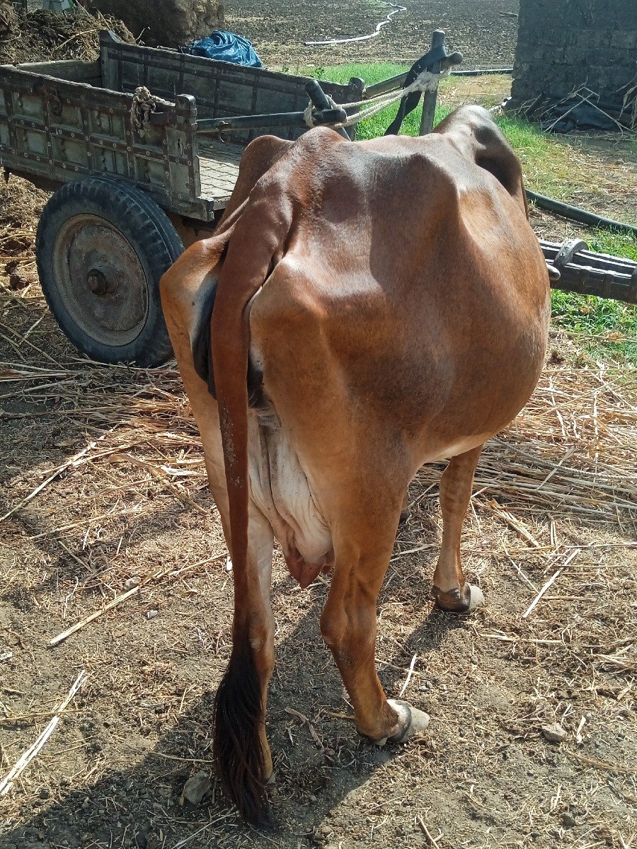 veshva nise