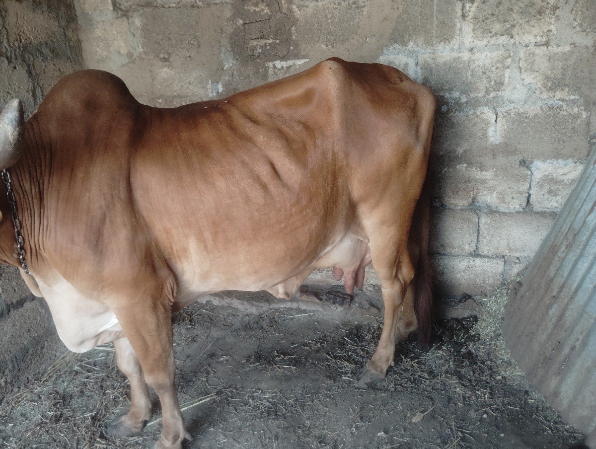 સોન કપિલ ગાય વેચવાની છે
