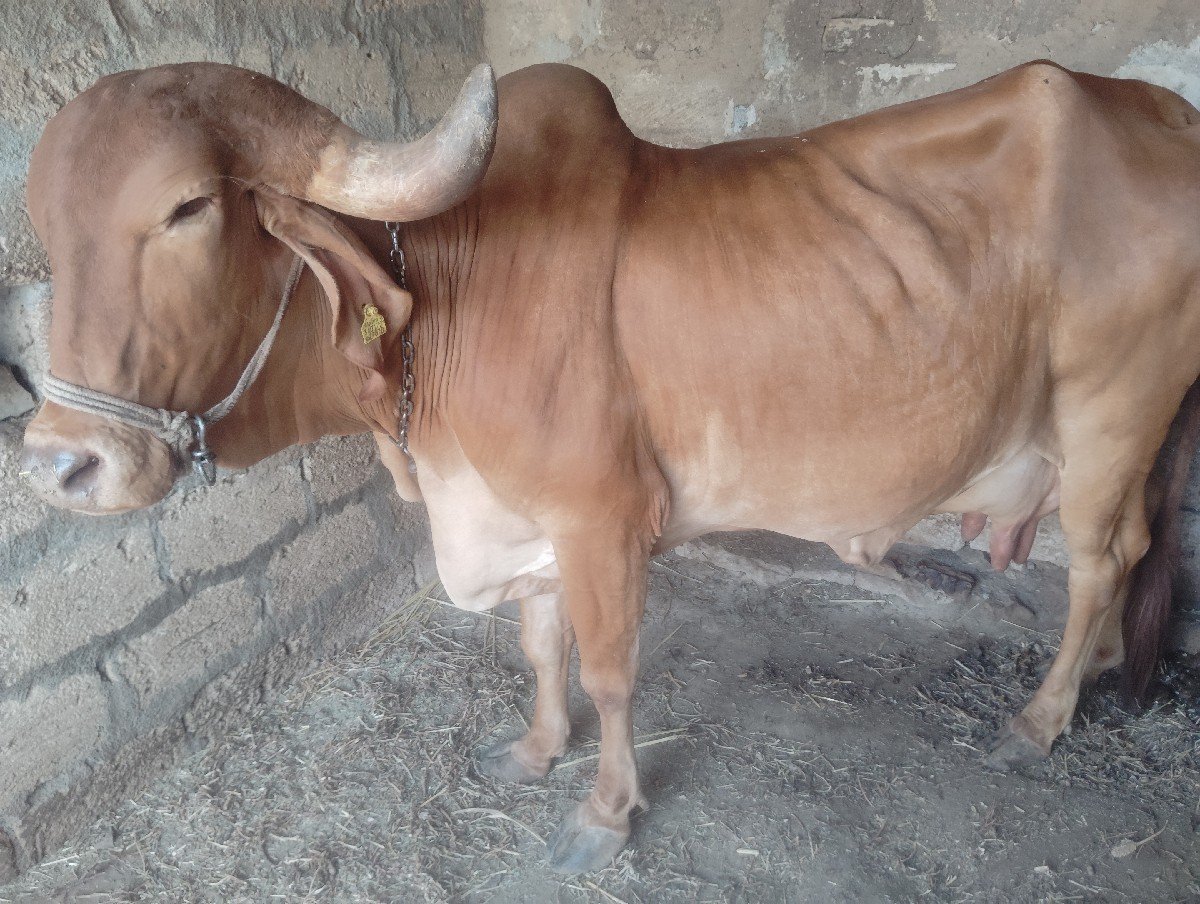 સોન કપિલ ગાય વેચવાની છે