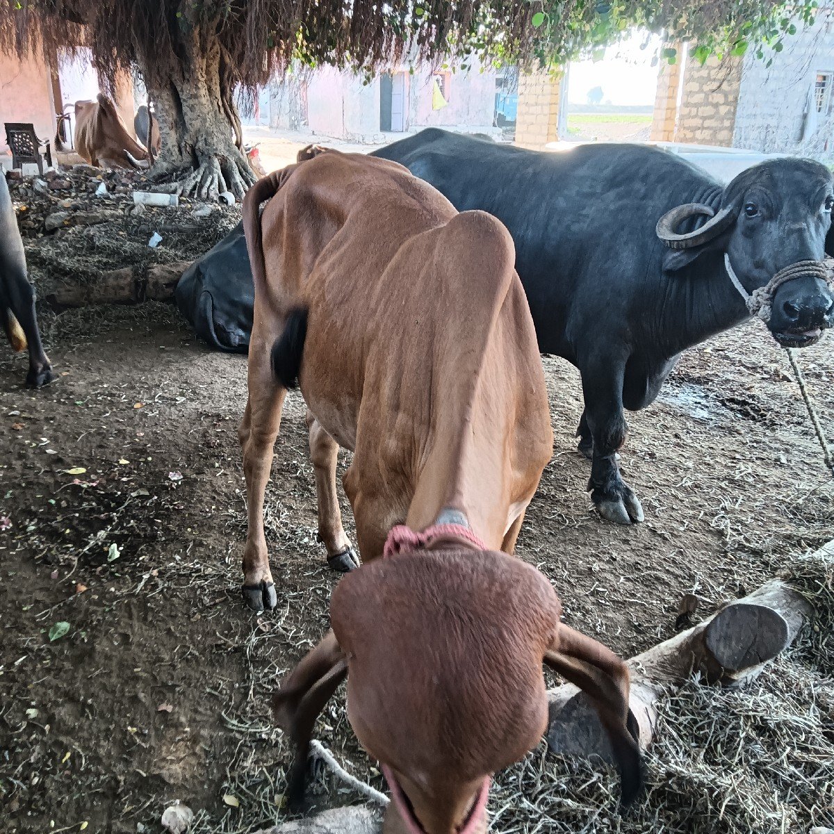 ગીર હોડકી ગાય વેચવાની છે