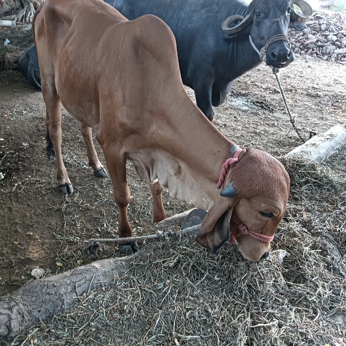ગીર હોડકી ગાય વેચવાની છે