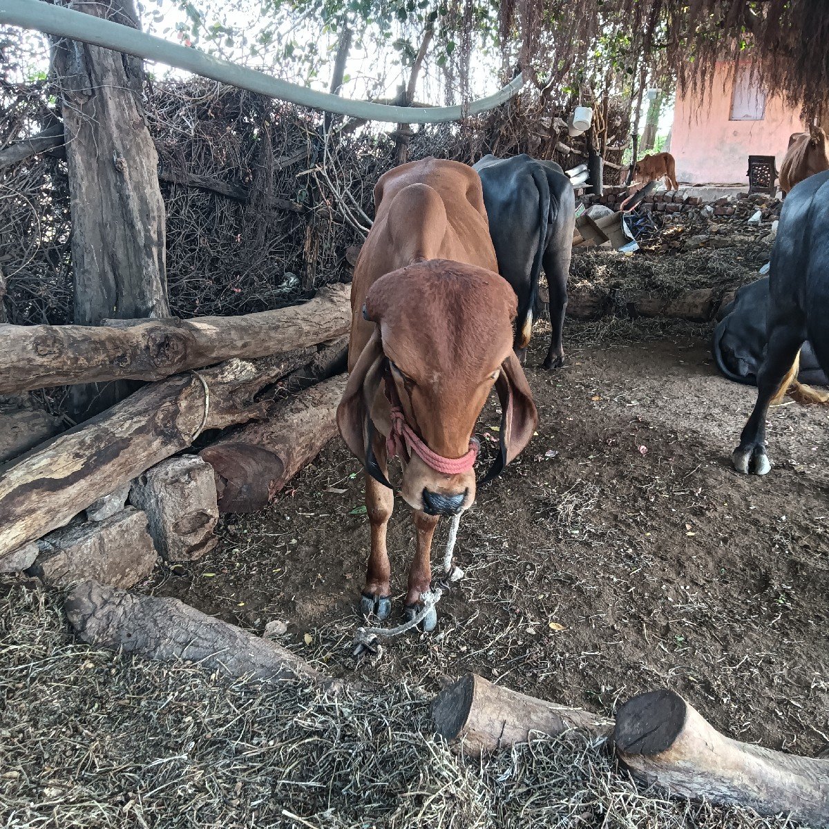 ગીર હોડકી ગાય વેચવાની છે