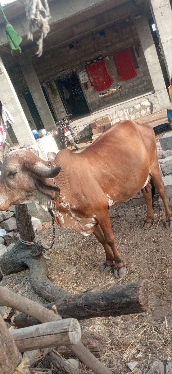 ગીર ગાય વેચવા ની છે