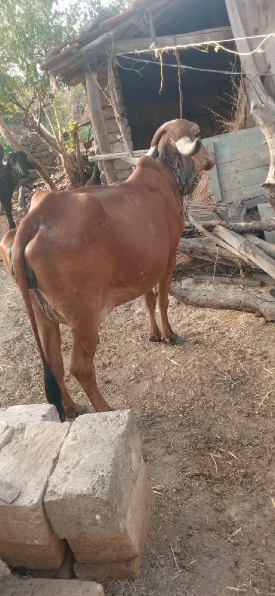 ગીર ગાય વેચવા ની છે