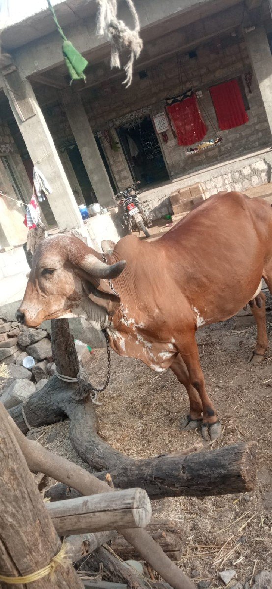 ગીર ગાય વેચવા ની છે