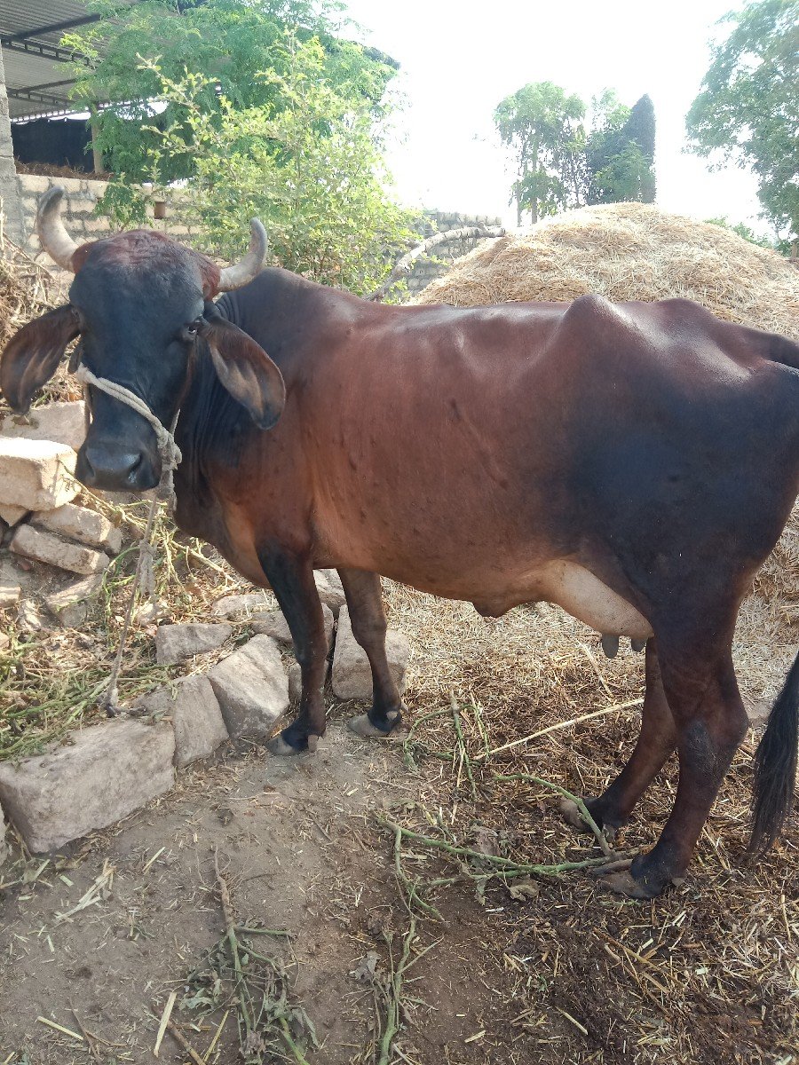 વેચવાની છે