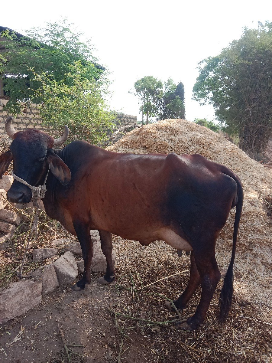 વેચવાની છે