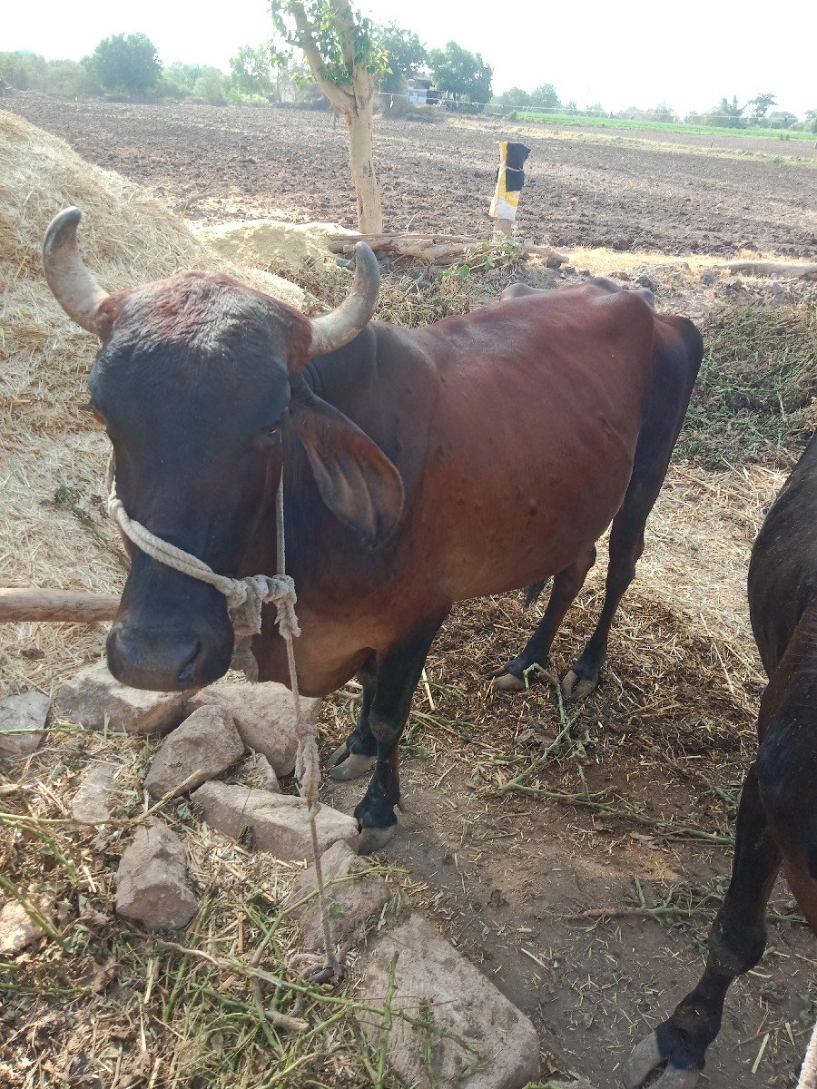 વેચવાની છે