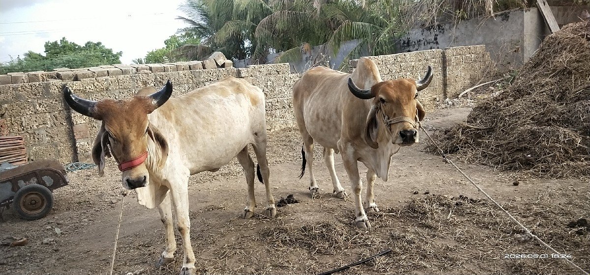 બેય ગાઈ વેચવાની છે