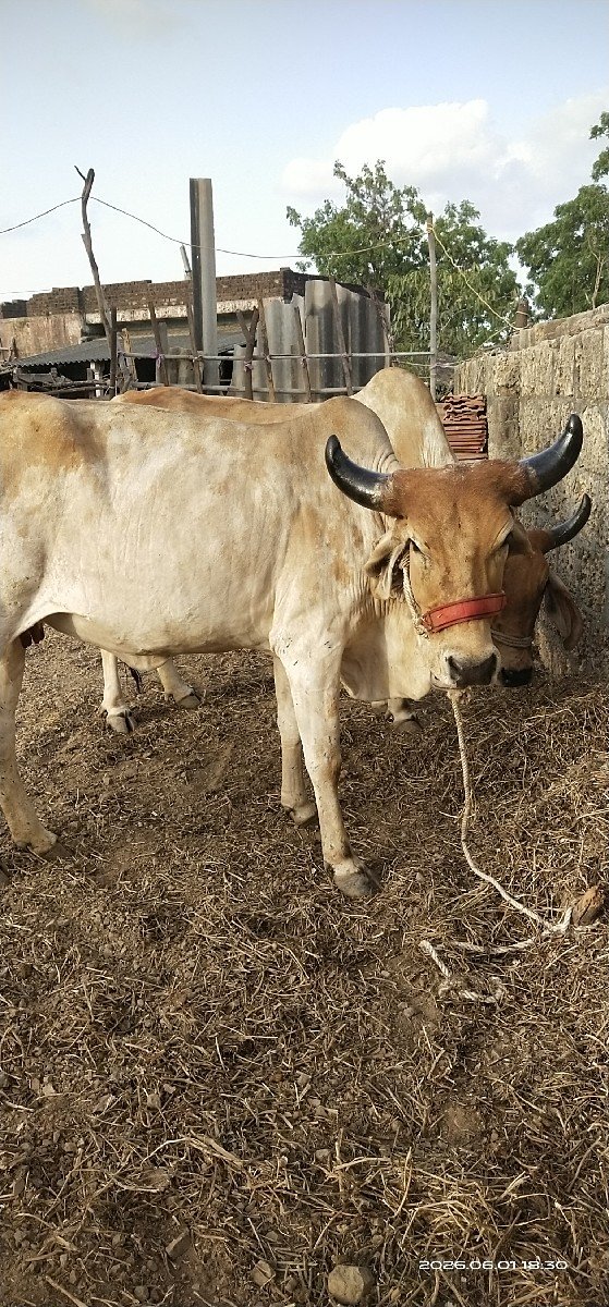 બેય ગાઈ વેચવાની છે