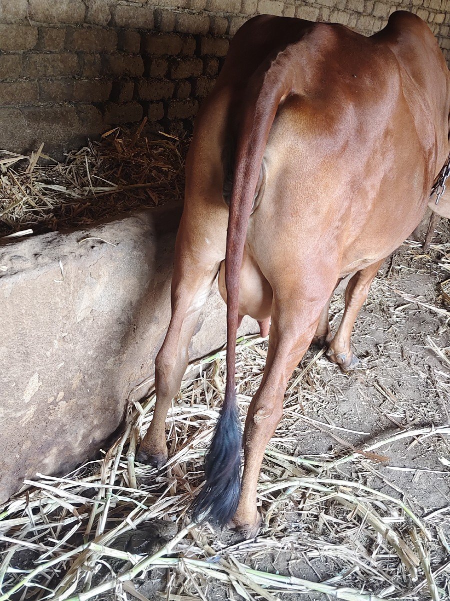ગાય વેચવાની છે