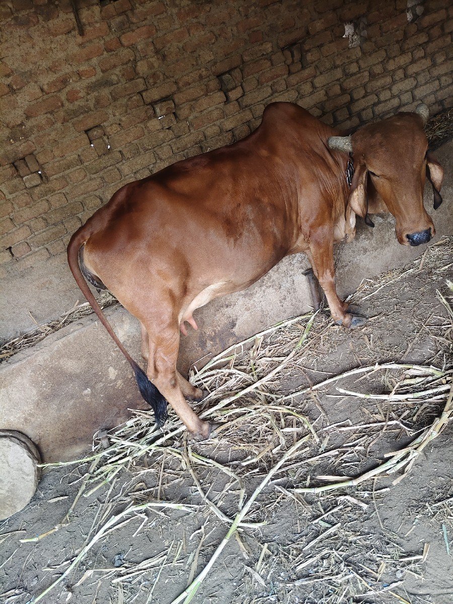 ગાય વેચવાની છે