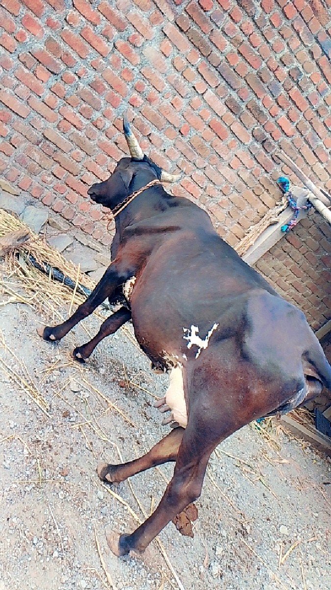 ગીર ક્રોસ