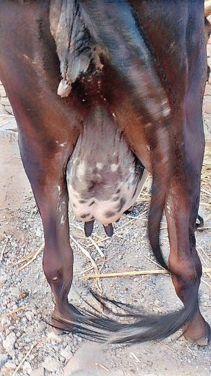 ગીર ક્રોસ