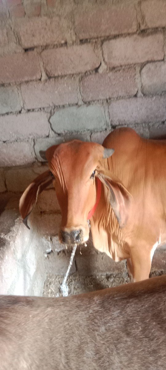 વોડકી