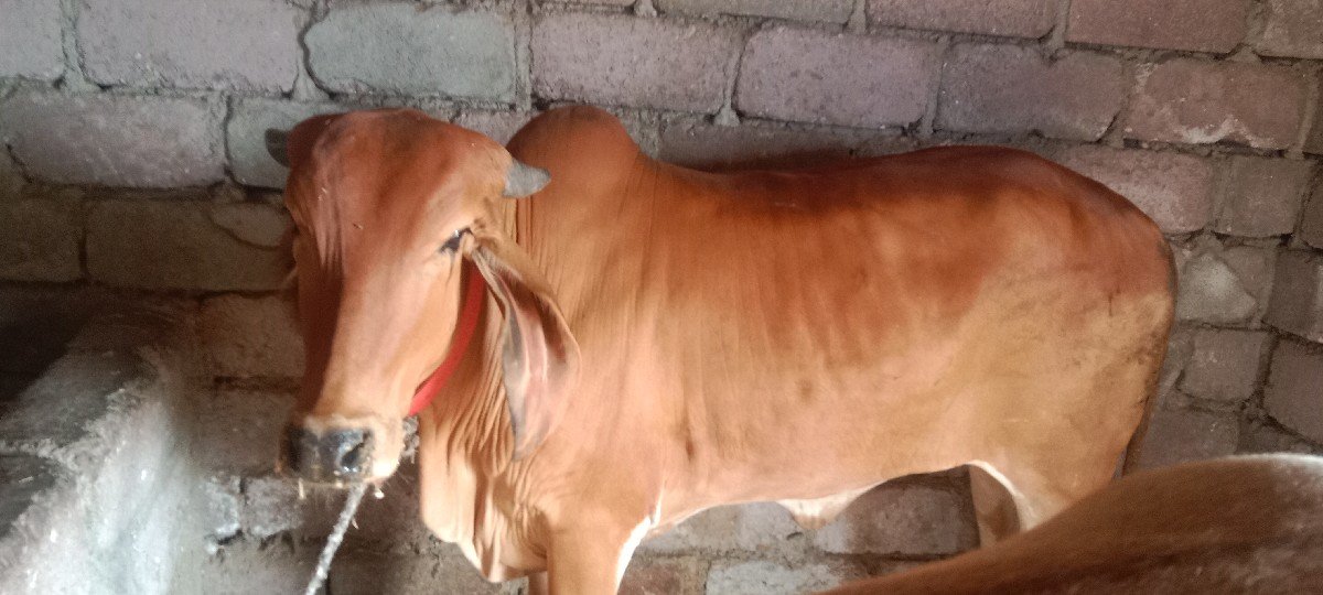 વોડકી