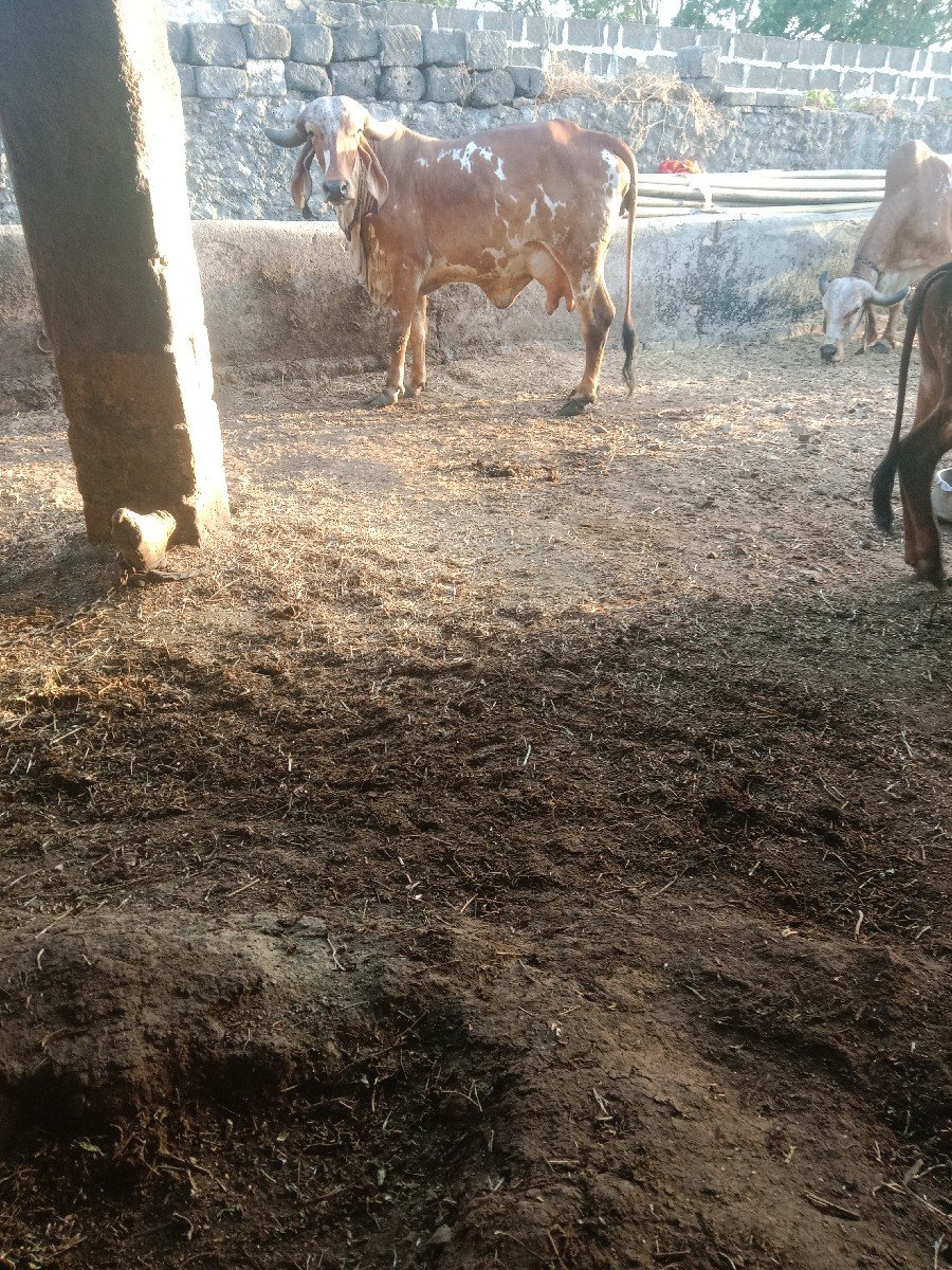 ગીર ગાય વેચવાની છે