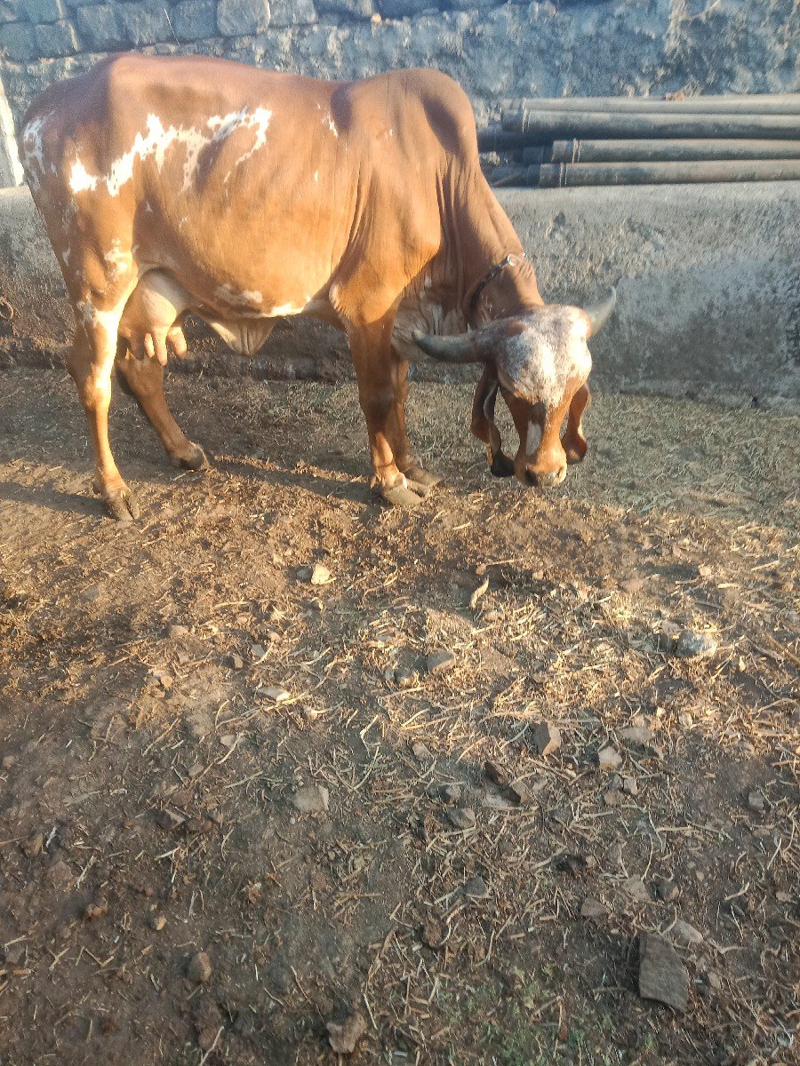 ગીર ગાય વેચવાની છે