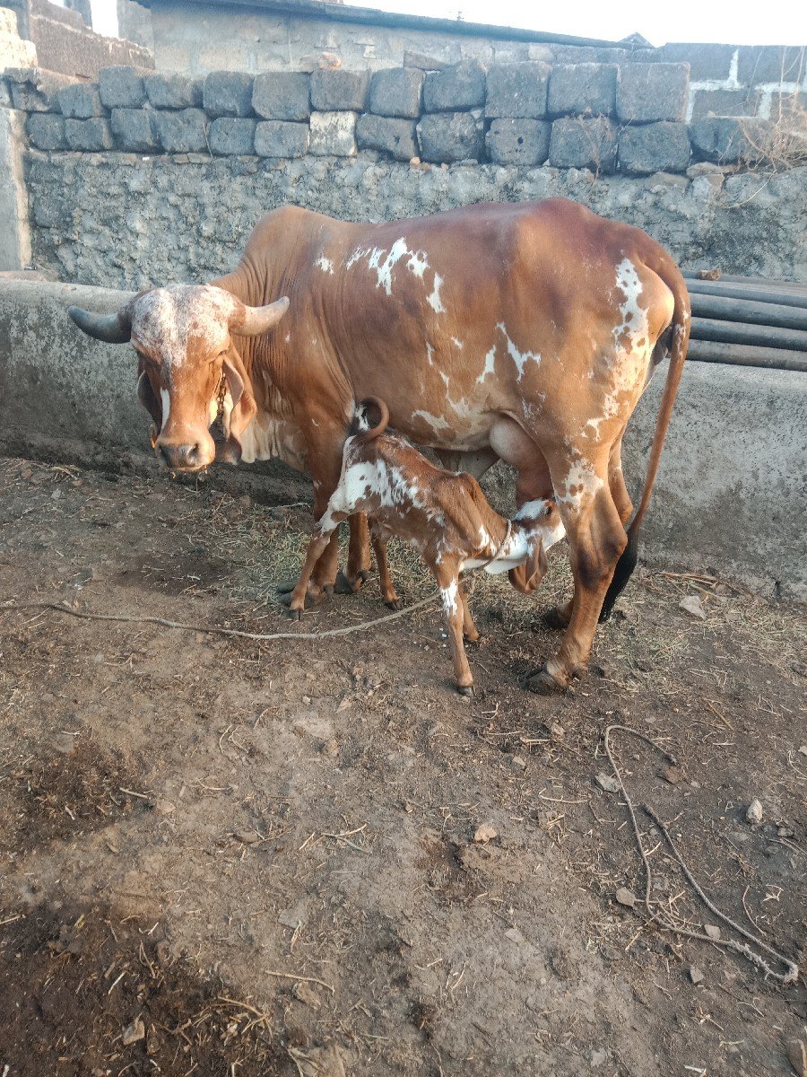 ગીર ગાય વેચવાની છે
