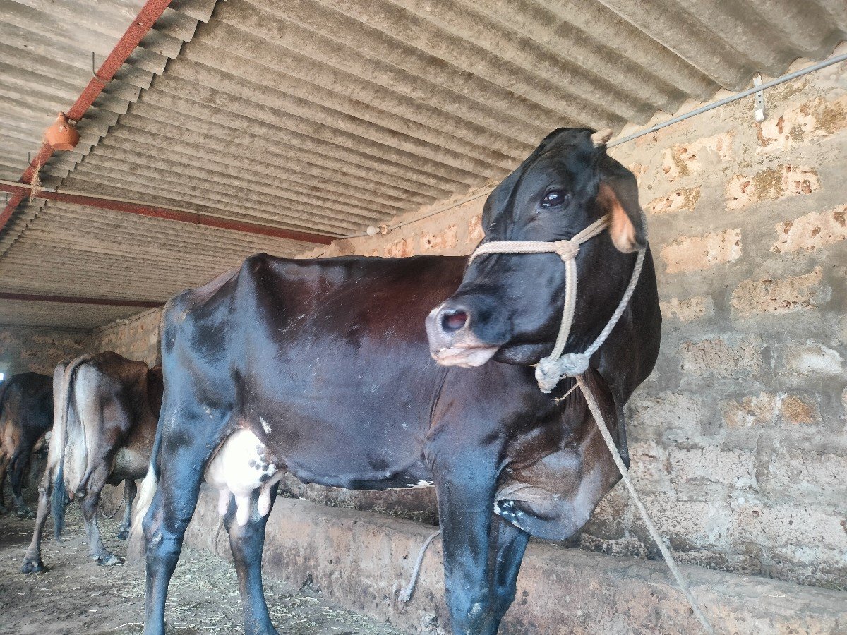 કાંકરેજ કોર્ષ Hf વેચવા ની છે