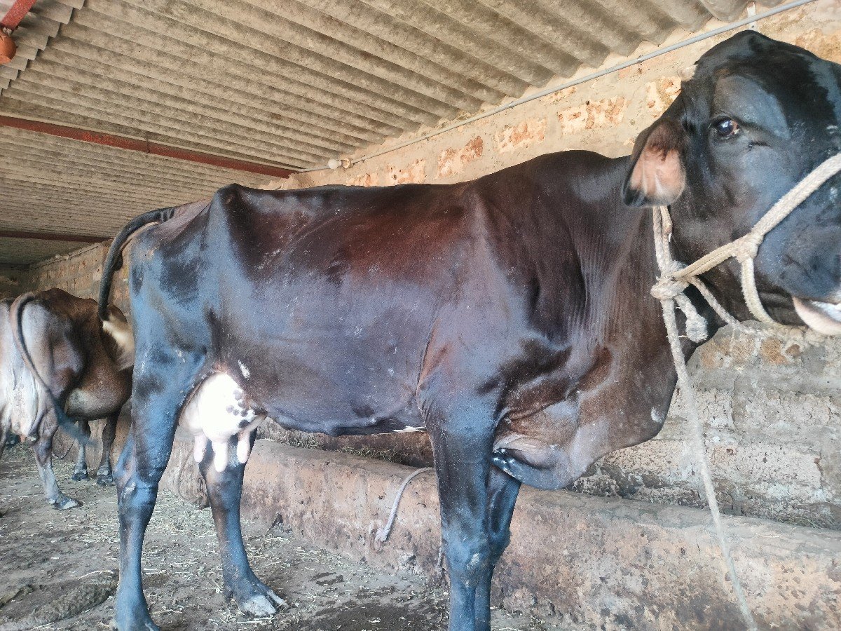 કાંકરેજ કોર્ષ Hf વેચવા ની છે