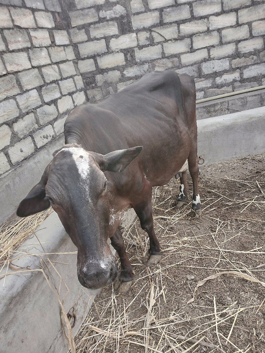 વેચવામાં
