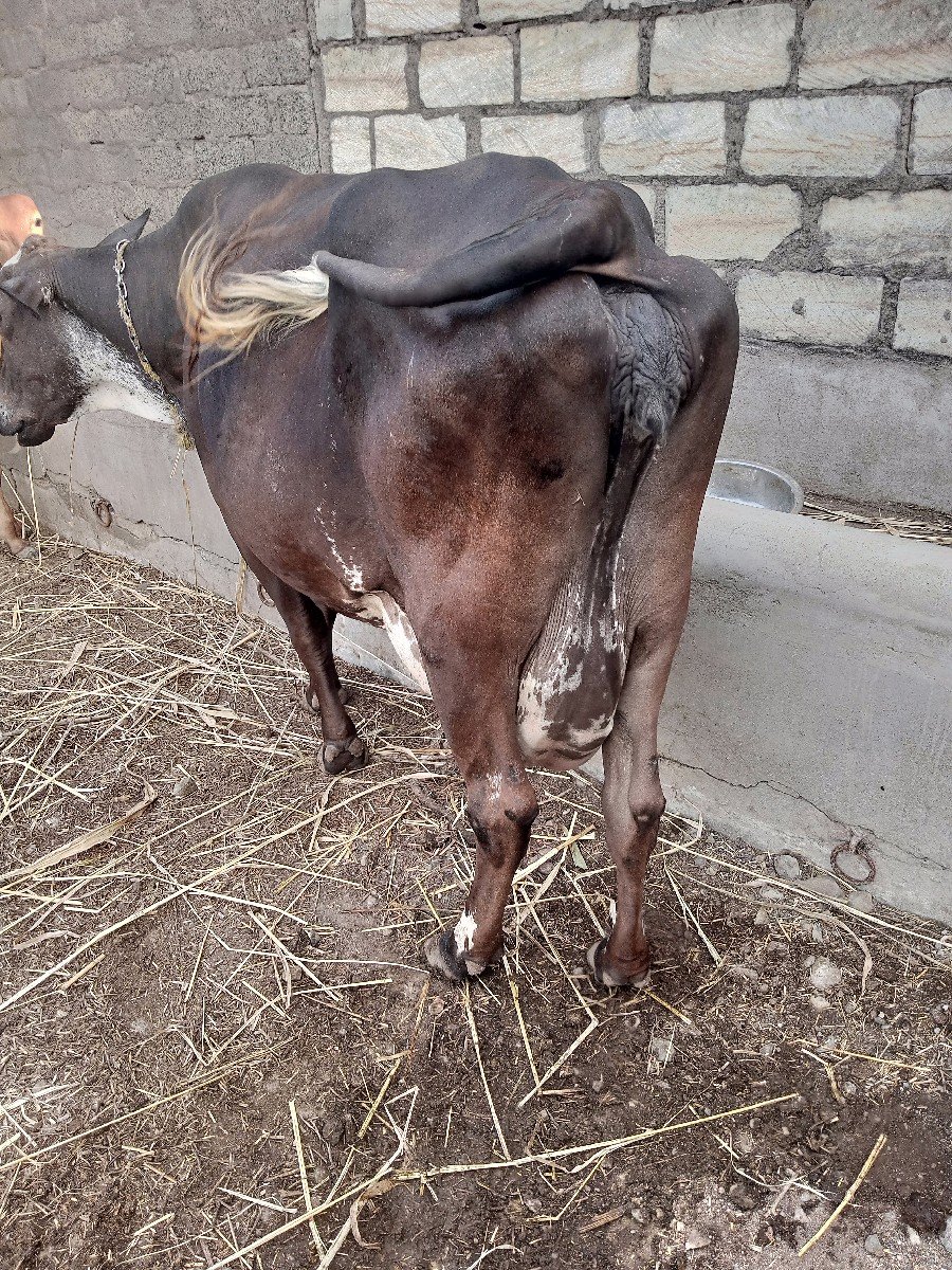 વેચવામાં