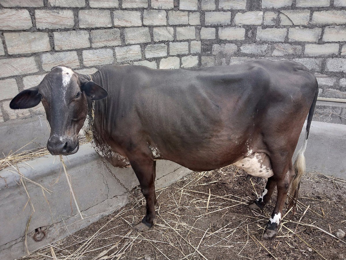 વેચવામાં