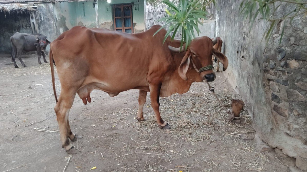 ગાય વેચવાની છે