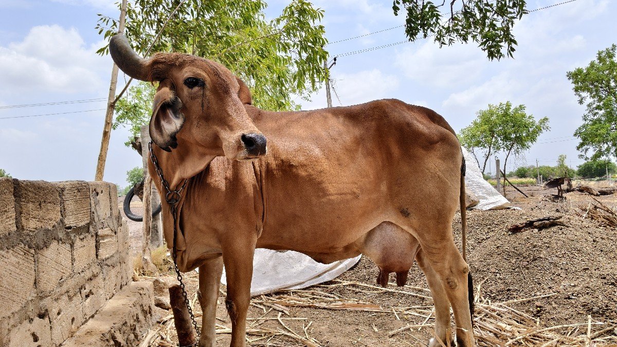 5  મુ વેતર 10 દિવસ ની વાર છે