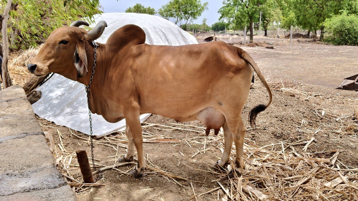 5  મુ વેતર 10 દિવસ ની વાર છે