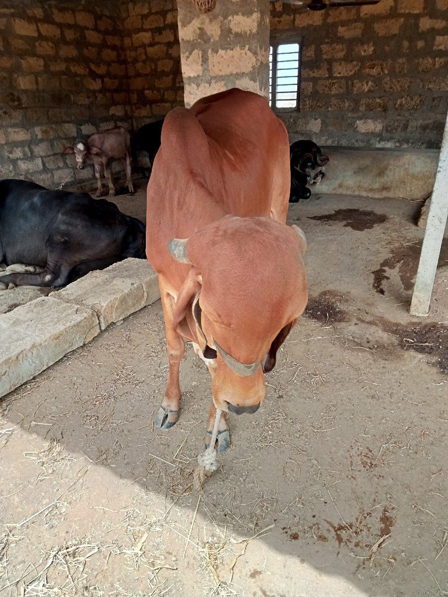 ગાય ના સાટા કરવા