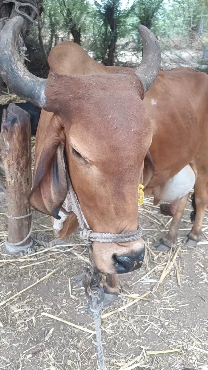 ગાય વેસવી ઘાભણી છે