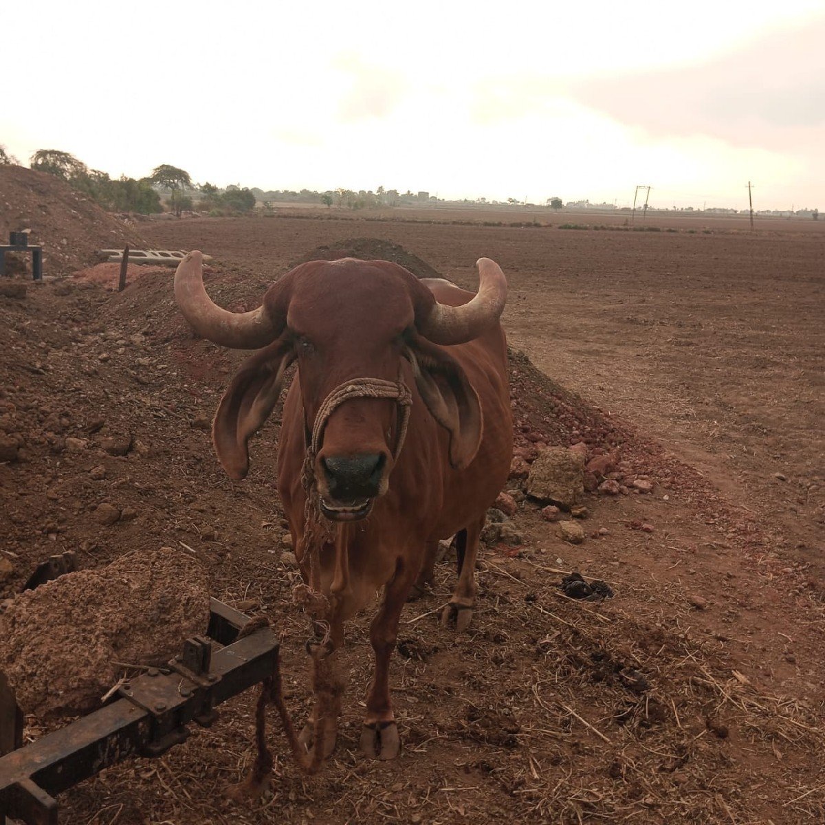 ગાય વેચવાની