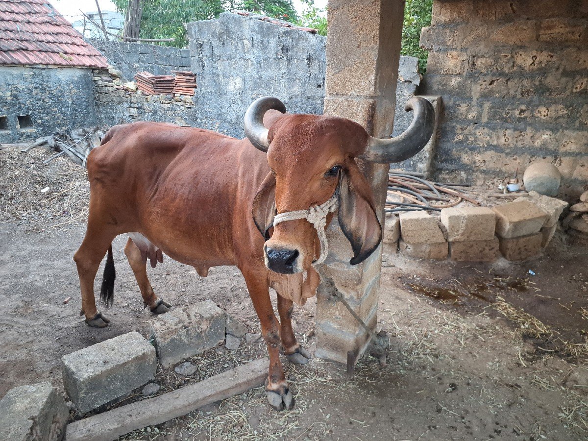ગાય વેચવાની