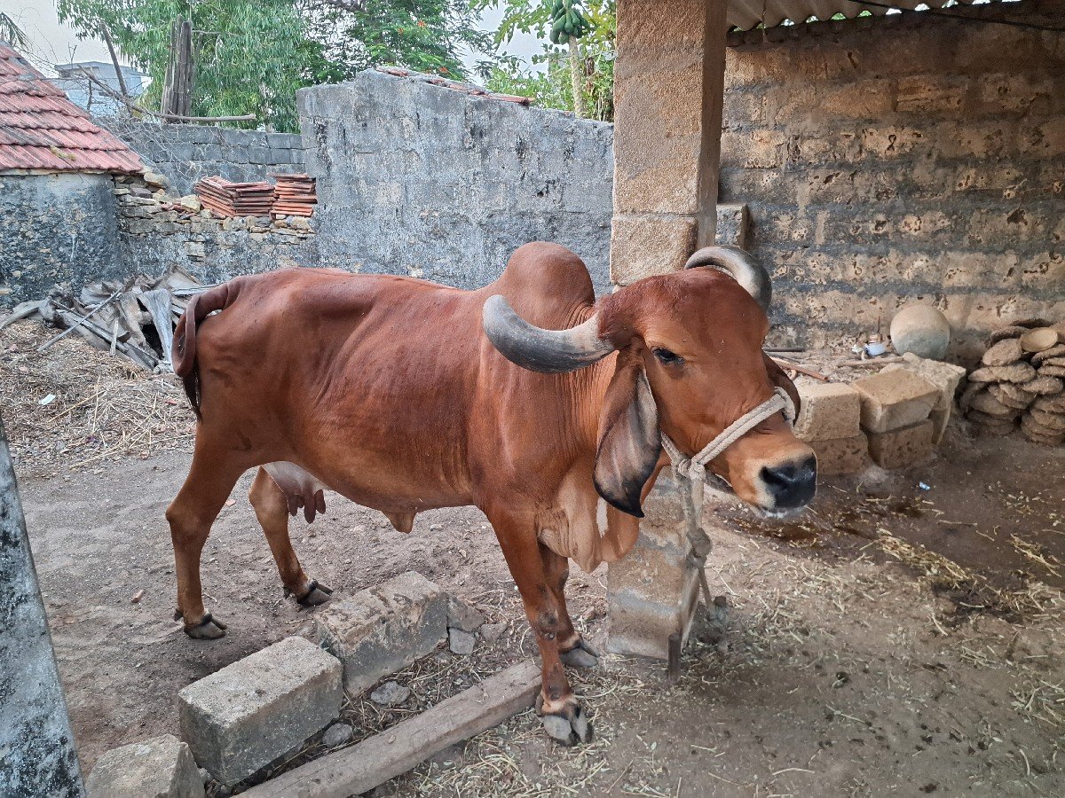 ગાય વેચવાની