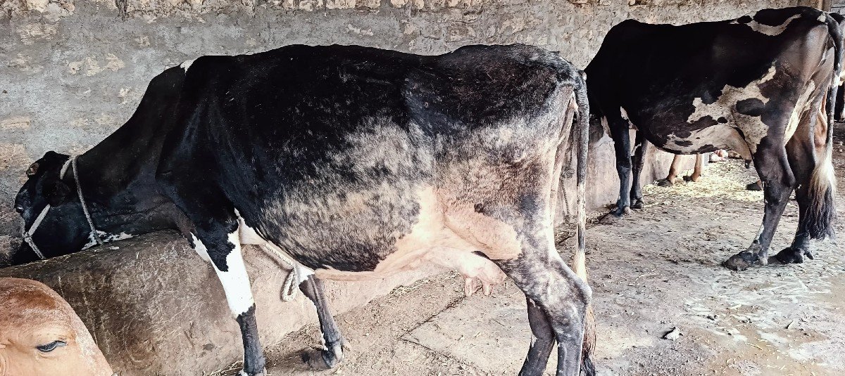 ૨ ગાય દેવાની છે