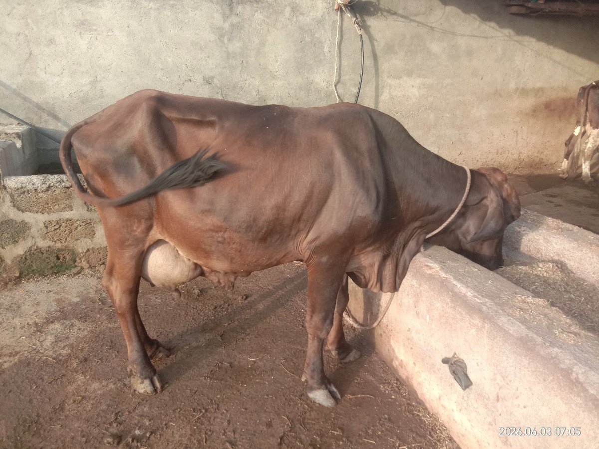 ગાય વેચવાની છે