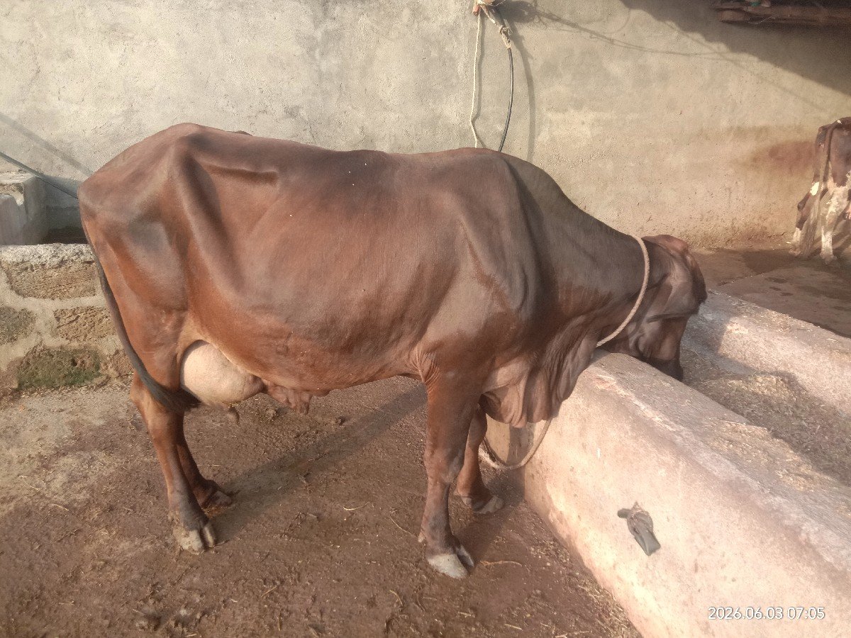 ગાય વેચવાની છે