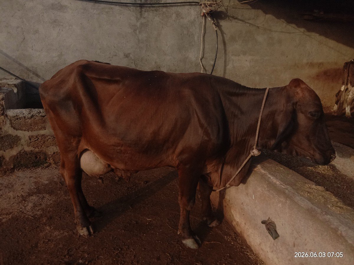ગાય વેચવાની છે