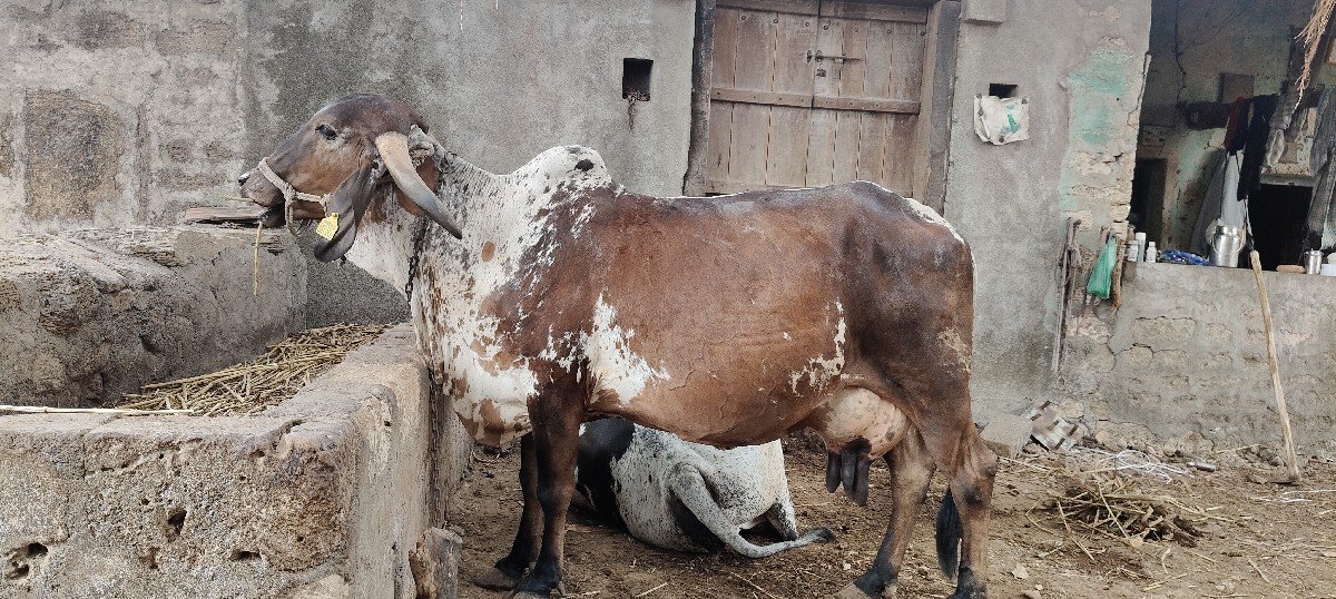 કાબરી ગીર ગાય