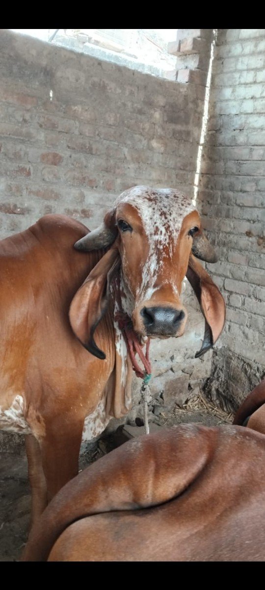 વેચવાની છે