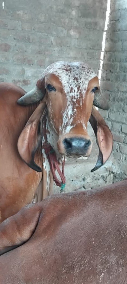 વેચવાની છે