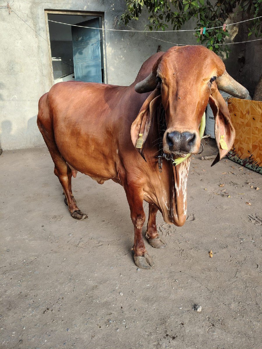 ગીર ગાય વેચવાની છે