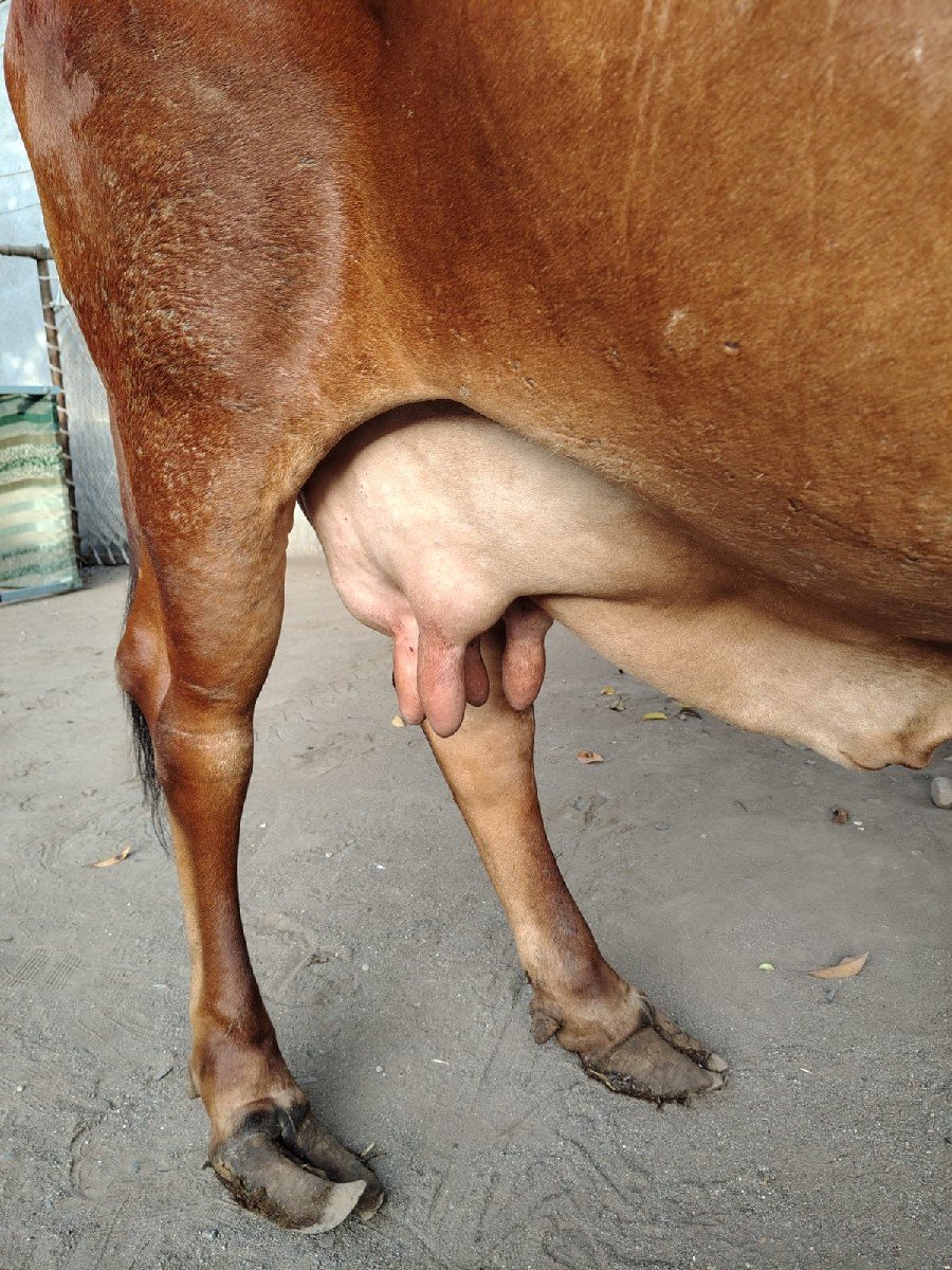 ગીર ગાય વેચવાની છે