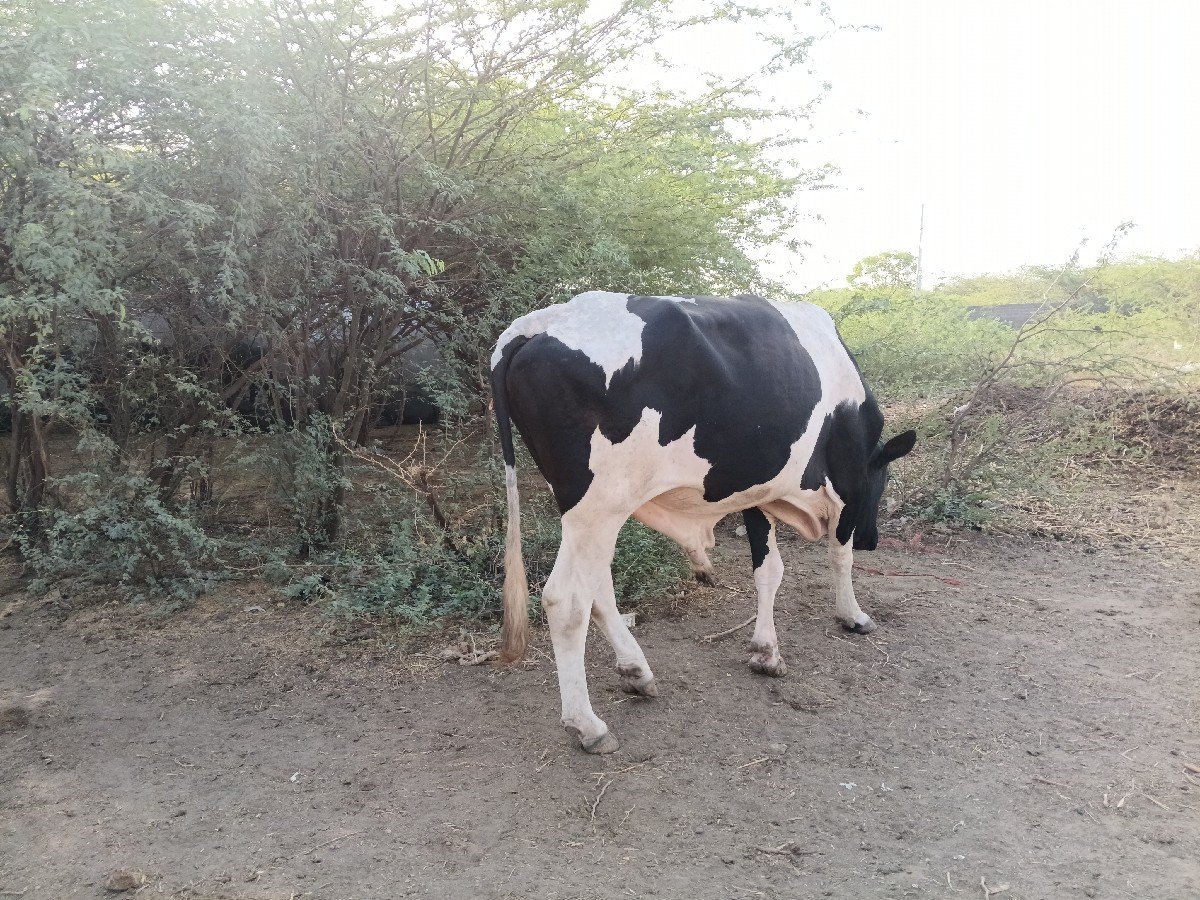 એચેફ ખુટ વેચવાનો છે
