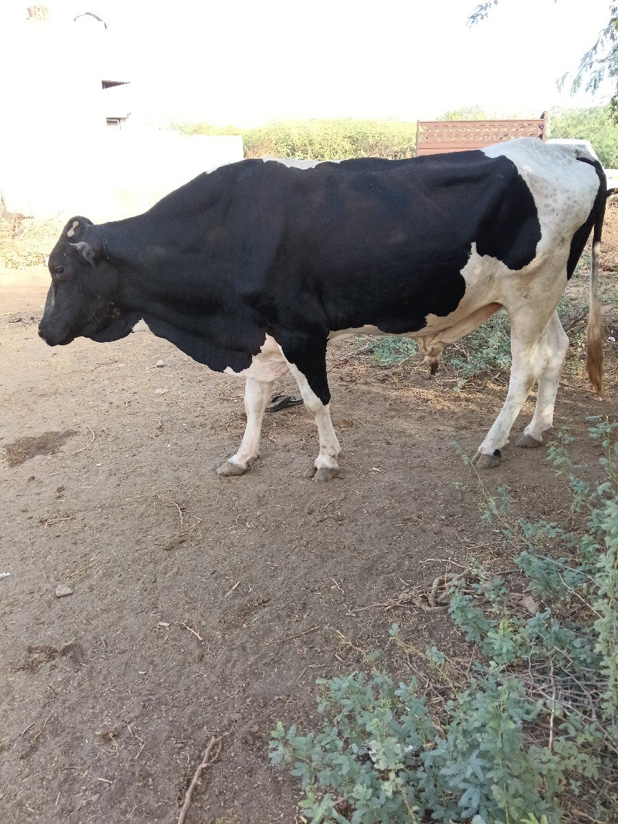 એચેફ ખુટ વેચવાનો છે