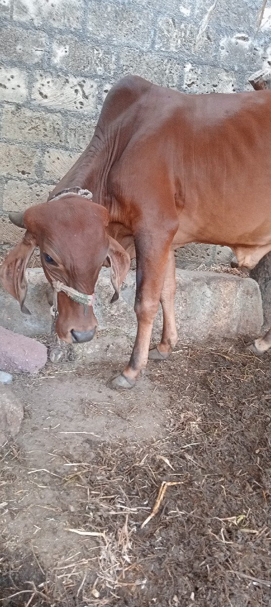દેસી ગાય