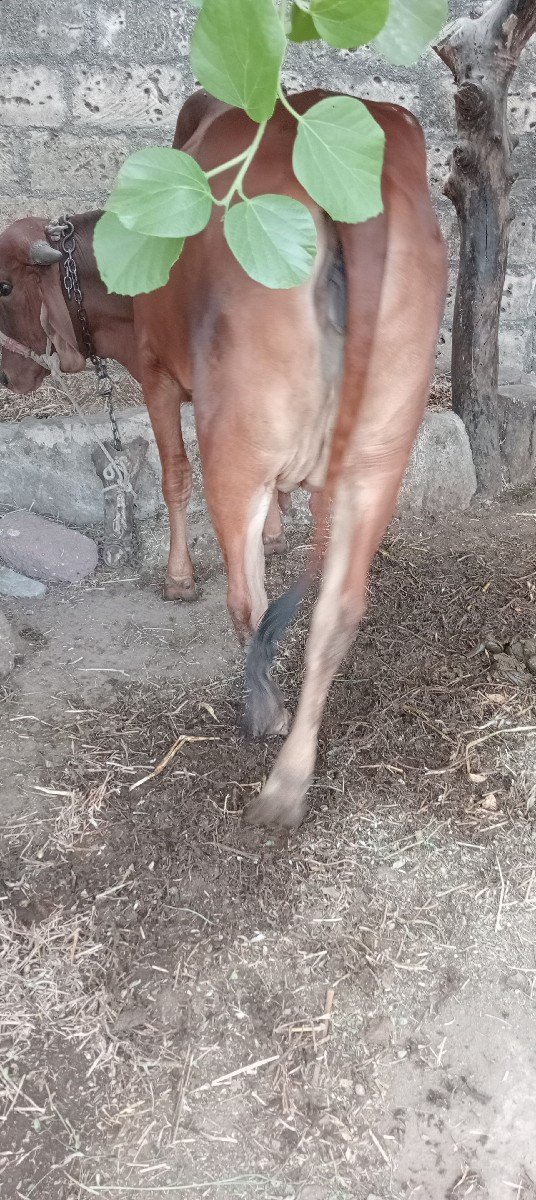 દેસી ગાય
