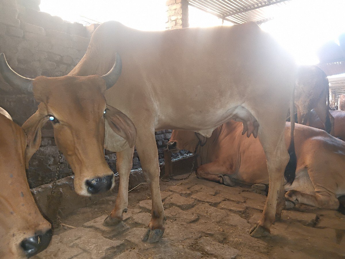 તાજી વિહાણેલી ગાય છે
